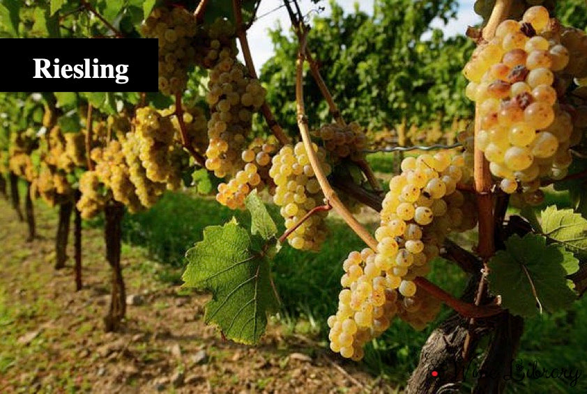 リースリング / Riesling - Wine Library