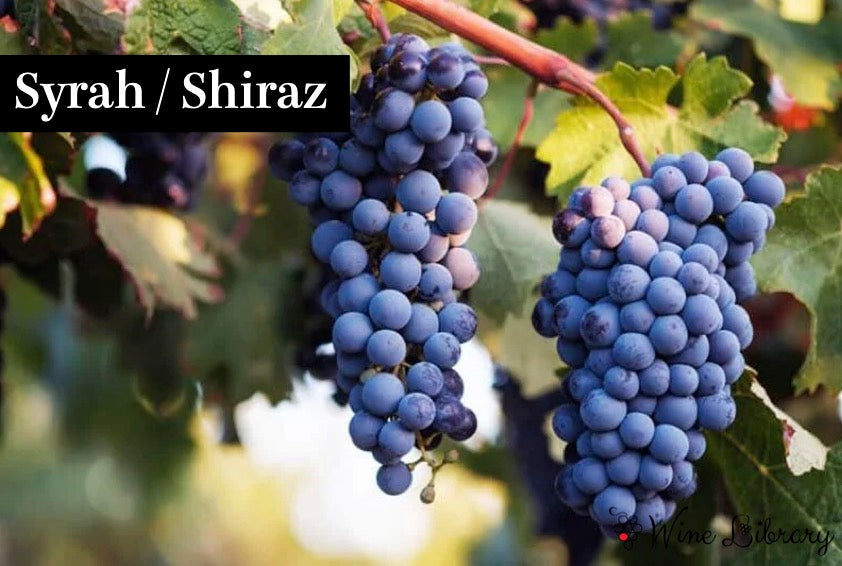 シラー（シラーズ）/ Syrah (Shiraz) - Wine Library