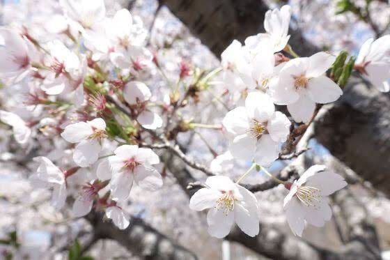 お花見シリーズ第2弾！！！　～ロゼワインについて～ ❀ 𓂃𓈒𓏸