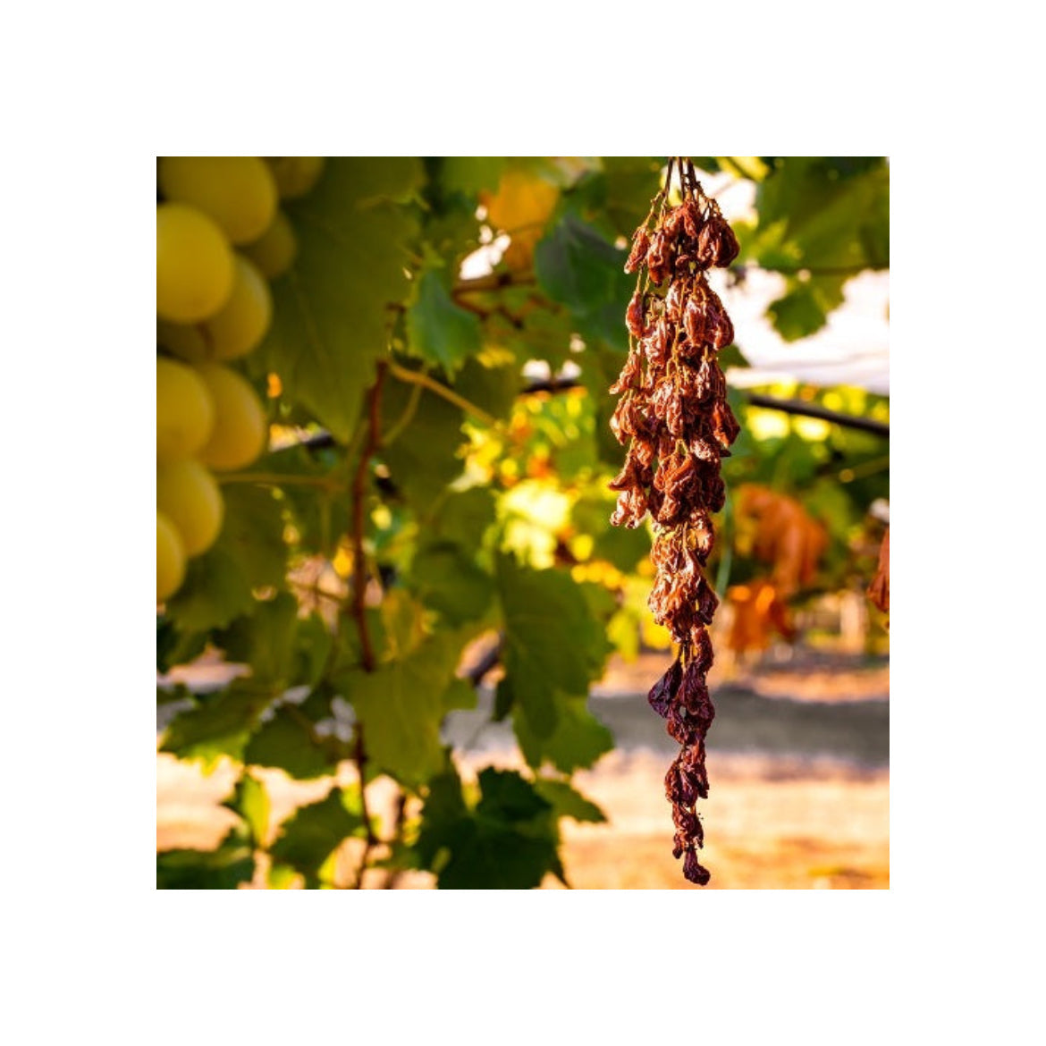 地球温暖化とワイン