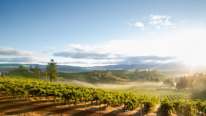 Best sonoma wineries to visit complete wine tasting guide d6aeafdb 5c31 490f 82fd 8a6655e34685